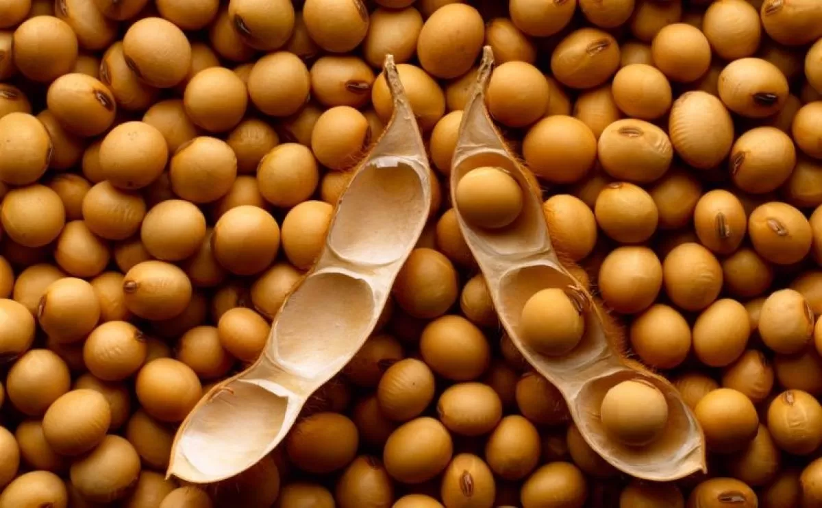 ĐẬU TƯƠNG MICRO